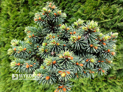 Picea abies Terminal