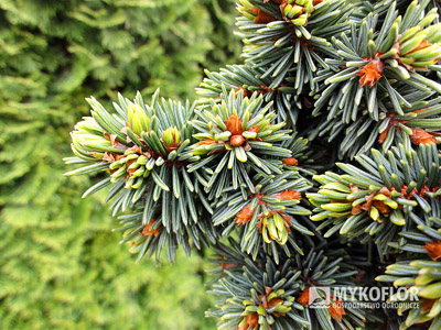 Picea abies Terminal