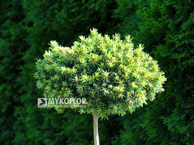 Picea abies Wagneri WB