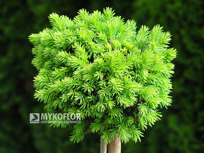Picea abies Wagneri WB