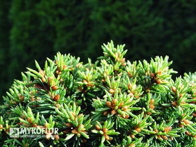 Picea abies Wagneri WB