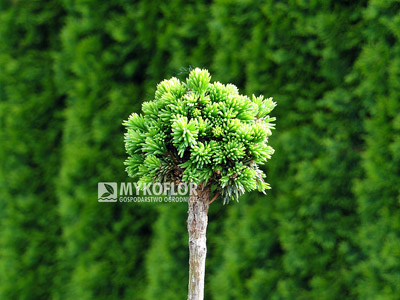 Picea abies Wichtel