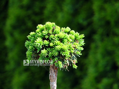 Picea abies Wichtel