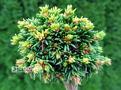 Picea abies Wichtel