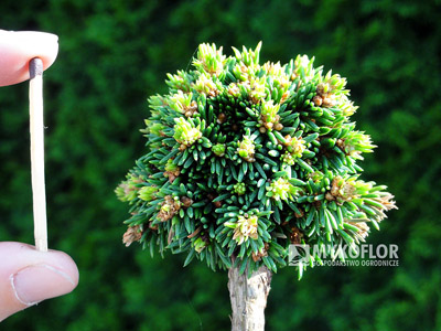 Picea abies Wichtel