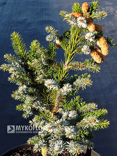 Picea bicolor (alcoquiana) Dwarf Tigertail