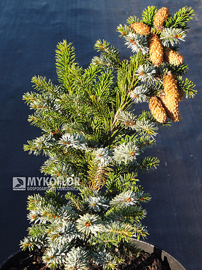 Picea bicolor (alcoquiana) Dwarf Tigertail