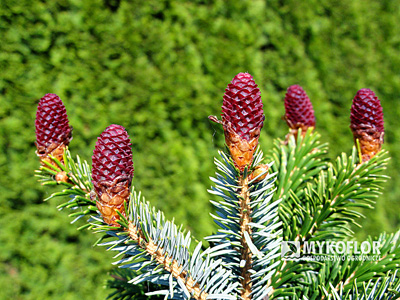 Picea bicolor (alcoquiana) Dwarf Tigertail