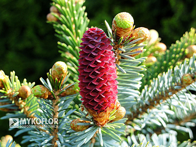 Picea bicolor (alcoquiana) Dwarf Tigertail