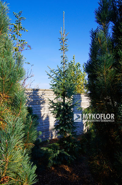 Picea engelmannii Blue Harbor – roślina rosnąca w gruncie