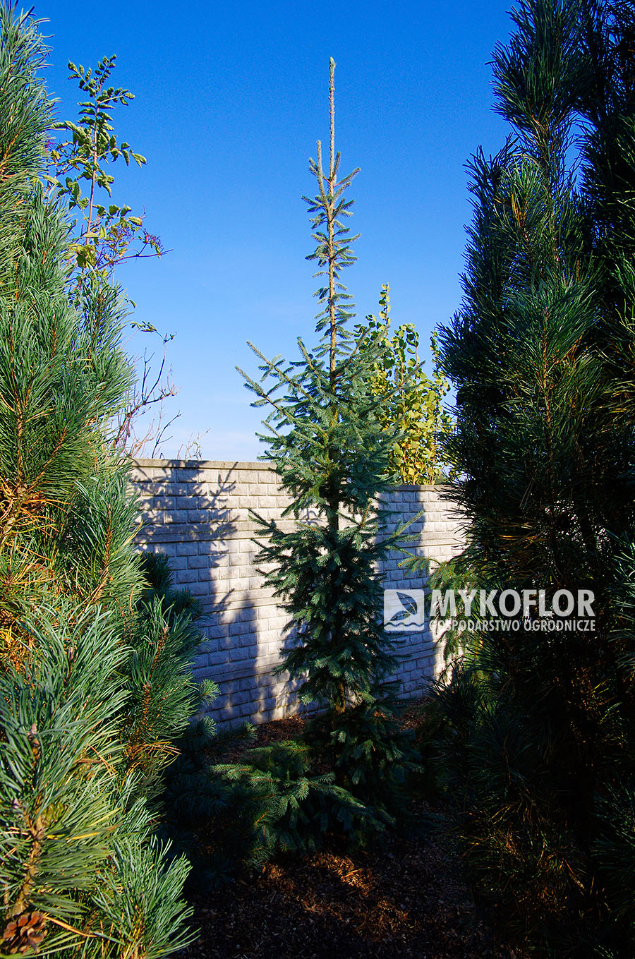 Picea engelmannii Blue Harbor 
