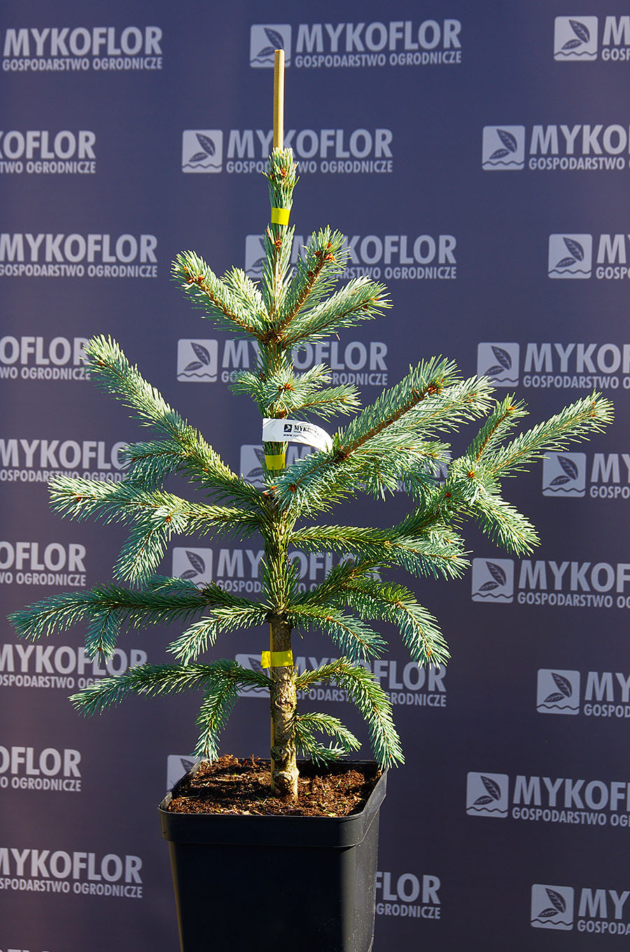 Picea engelmannii Blue Harbor 