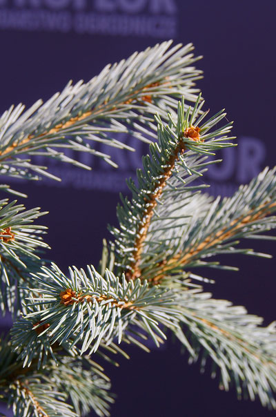 Picea engelmannii Blue Harbor – zbliżenie igieł