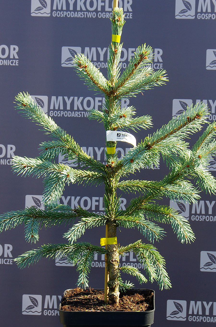 Picea engelmannii Blue Harbor 