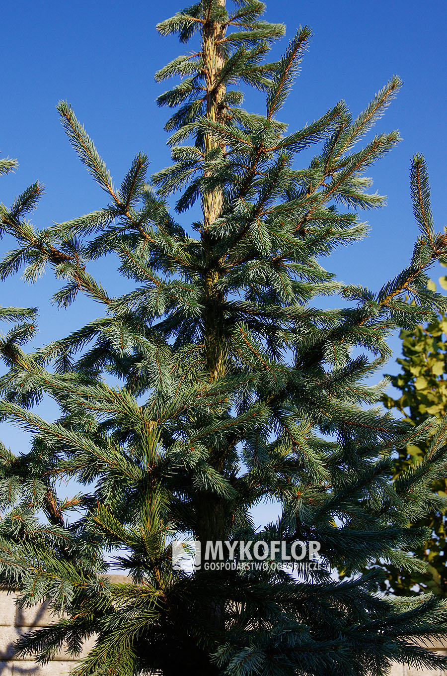 Picea engelmannii Blue Harbor 