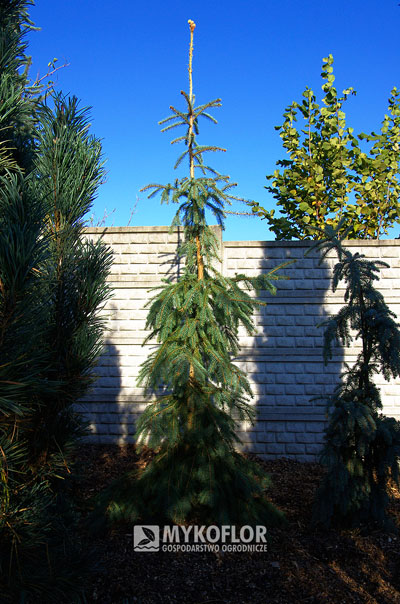 Picea engelmannii Bush’s Lace – roślina rosnąca w gruncie