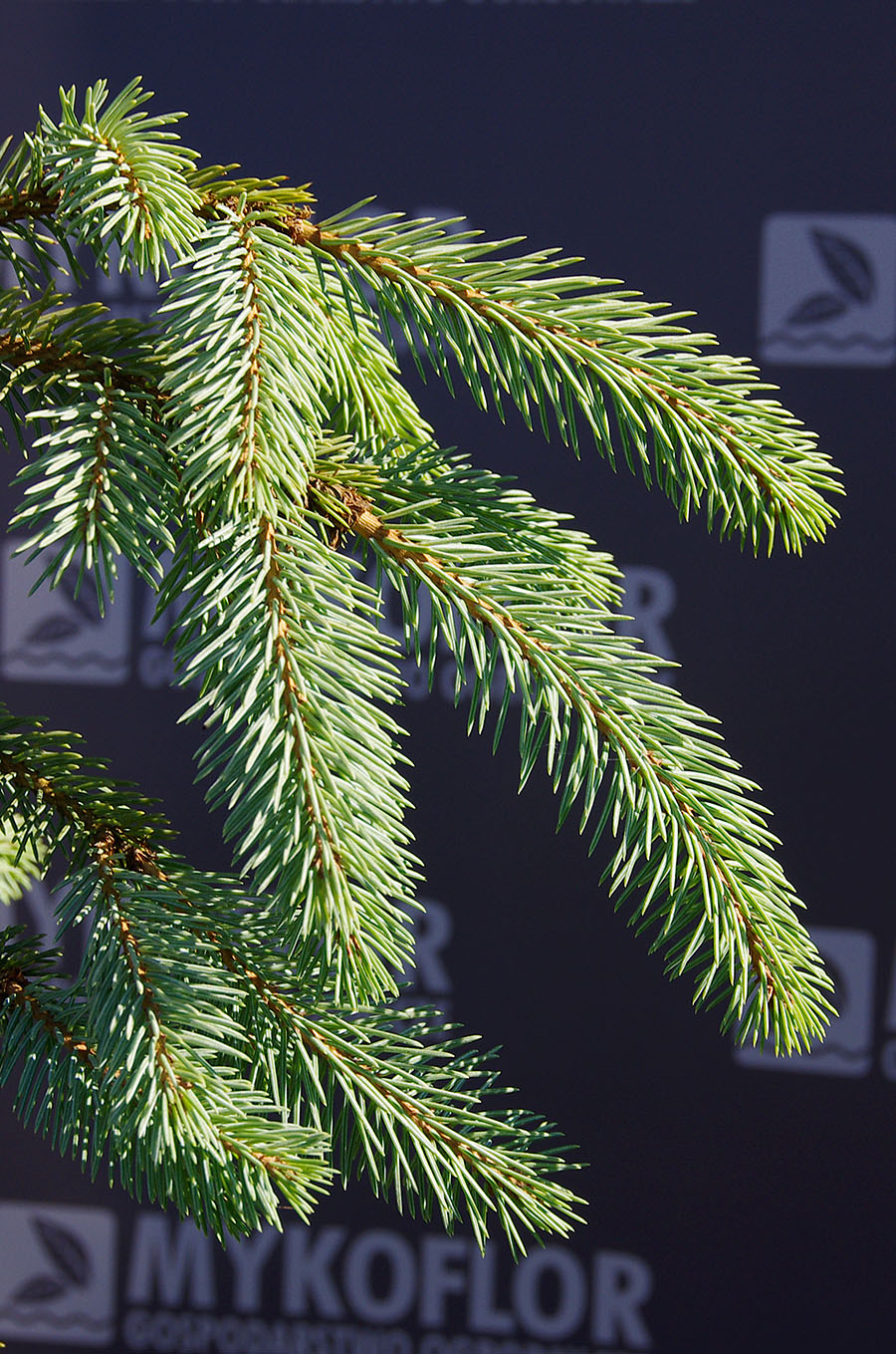 Picea engelmannii Bush’s Lace