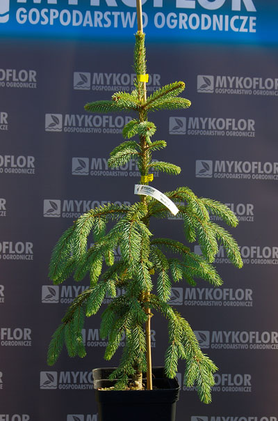 Picea engelmannii Bush’s Lace – przykładowy materiał oferowany do sprzedaży