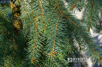 Świerk Engelmanna Bush’s Lace – zbliżenie igieł