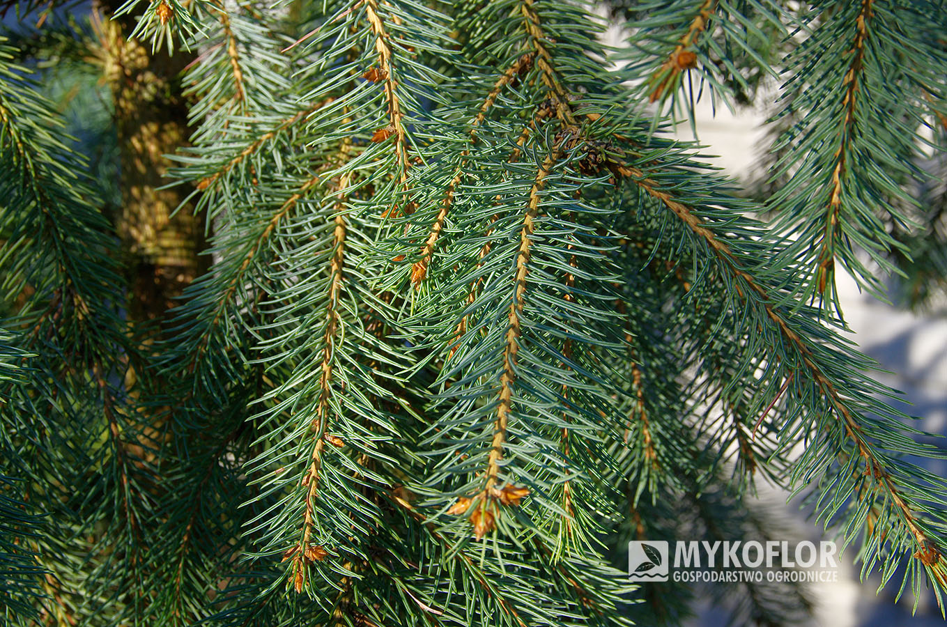 Picea engelmannii Bush’s Lace
