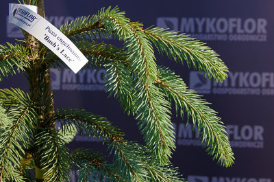 Picea engelmannii Bush’s Lace – zbliżenie igieł