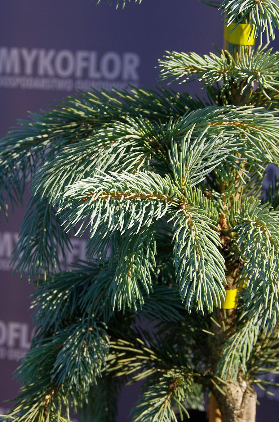 Picea engelmannii Glauca