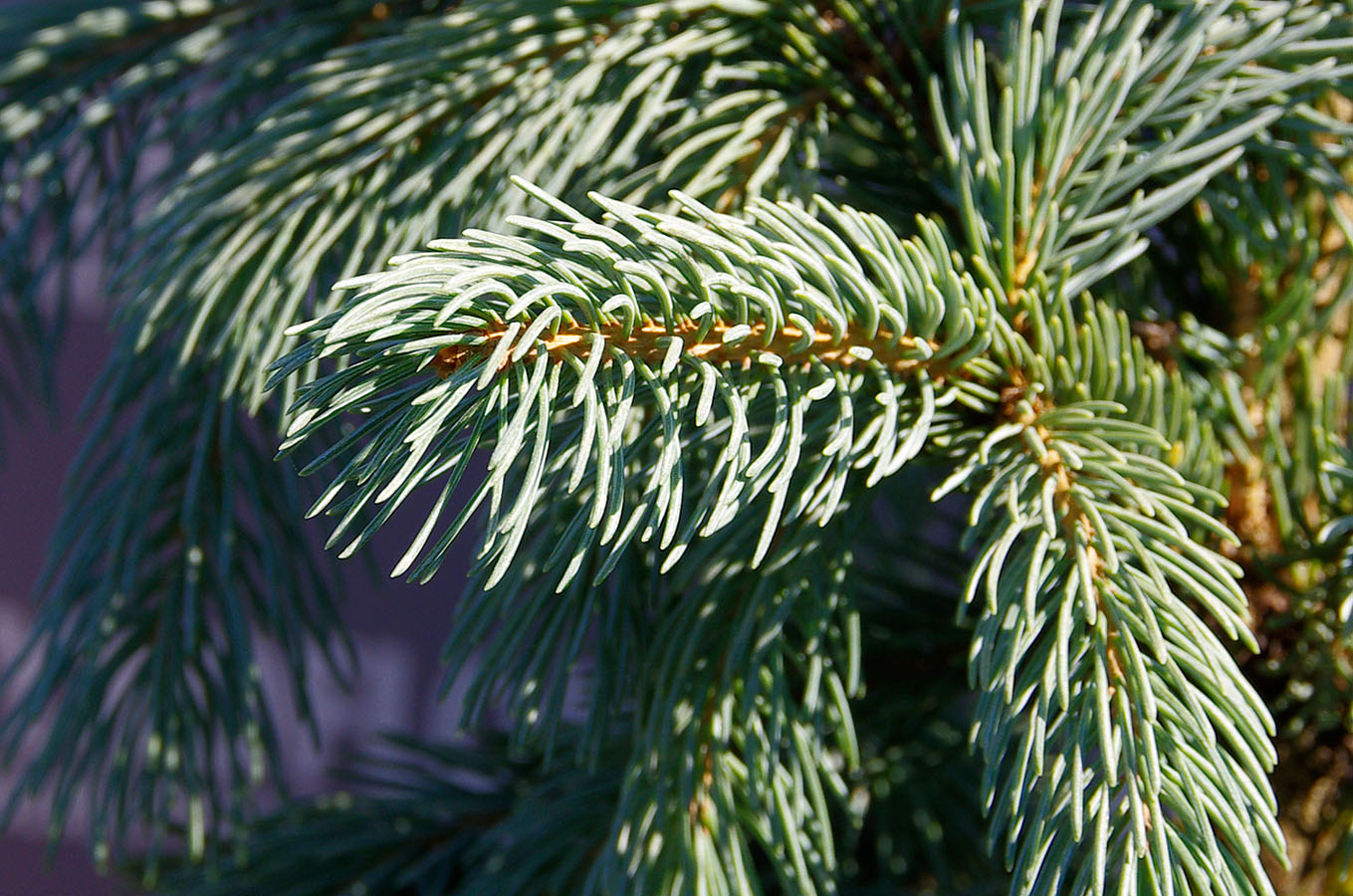 Picea engelmannii Glauca