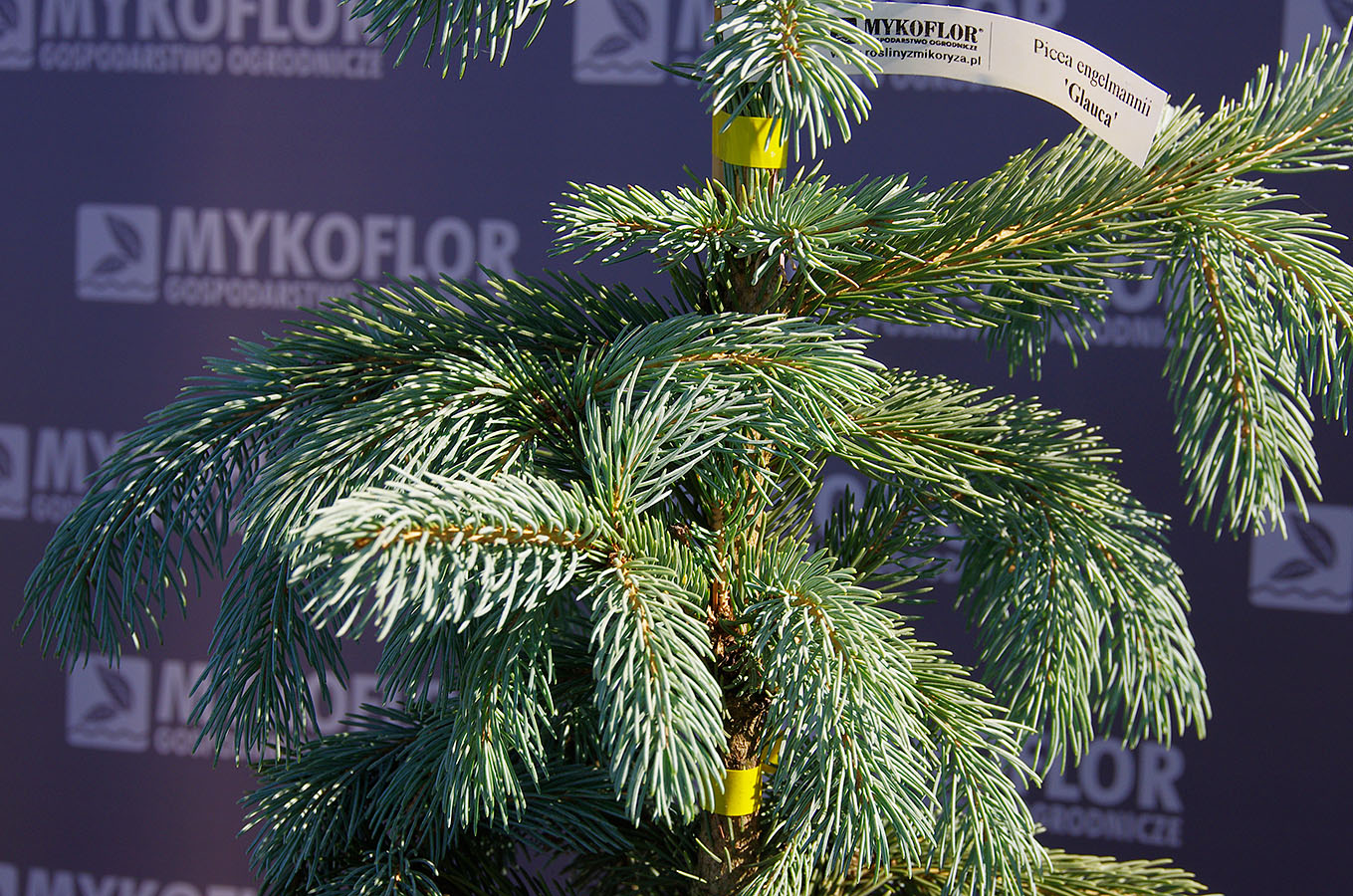 Picea engelmannii Glauca