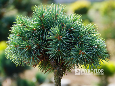 Picea engelmannii ‘Hobo’