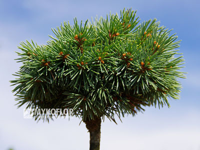 Picea engelmannii ‘Hobo’