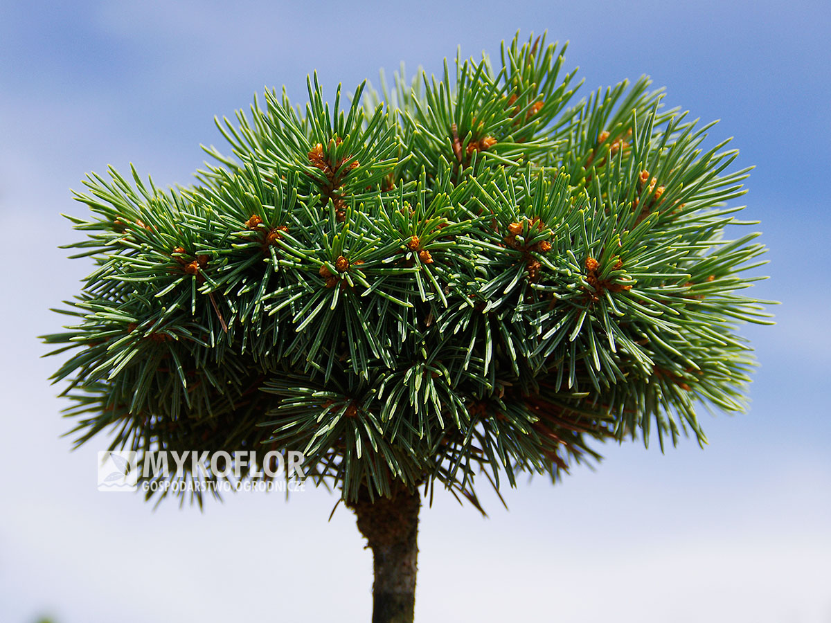 Picea engelmannii ‘Hobo’