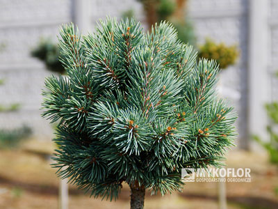 Picea engelmannii ‘Lobo’