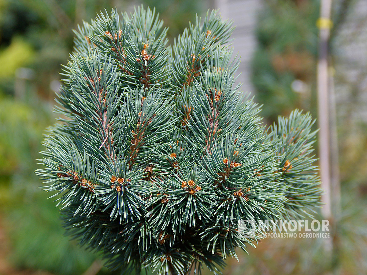 Picea engelmannii ‘Lobo’