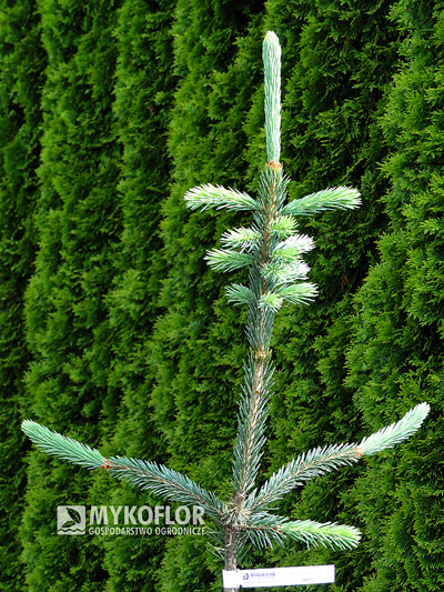 Picea engelmannii Snake