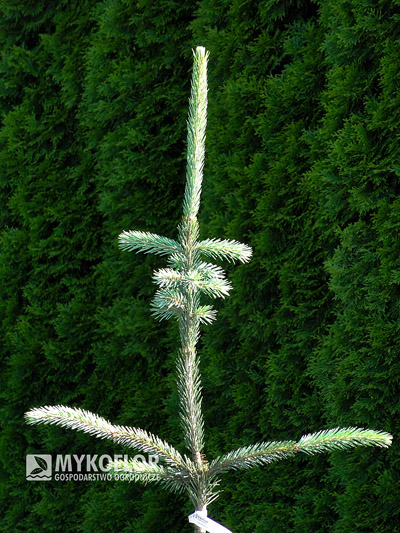 Picea engelmannii Snake