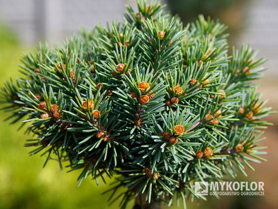 Picea engelmannii ‘Talbot Lake’
