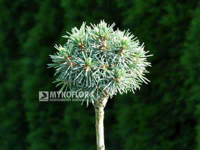 Picea engelmannii ‘Talbot Lake’