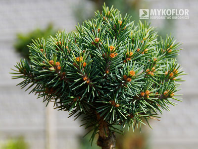 Picea engelmannii ‘Talbot Lake’
