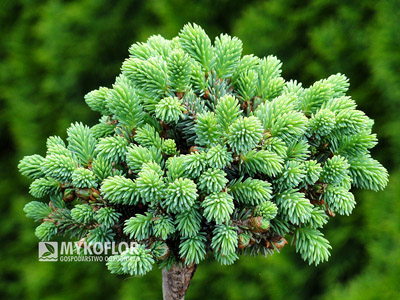 Picea glauca Burning Well