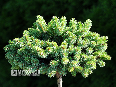 Picea glauca Burning Well