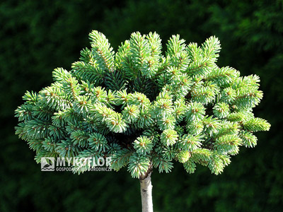 Picea glauca Burning Well