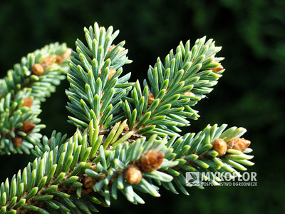 Picea glauca Burning Well