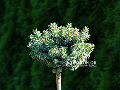 Picea glauca Cecilia