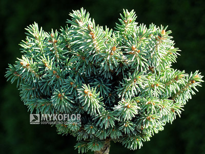 Picea glauca Cecilia