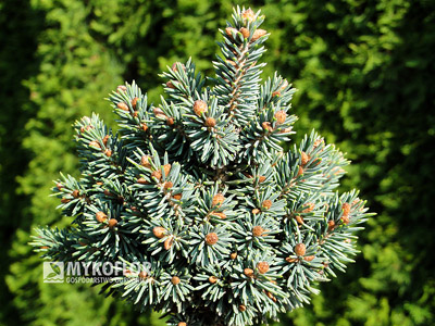Picea glauca Cecilia