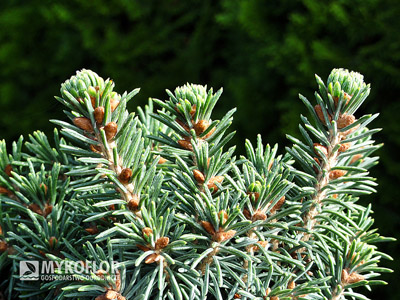 Picea glauca Cecilia