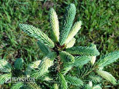 Picea glauca Dent