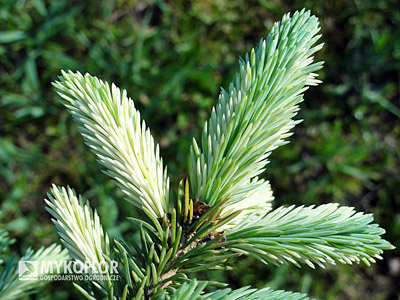 Picea glauca Dent