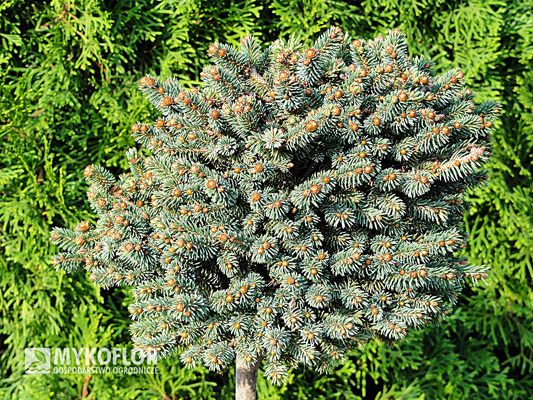 Picea glauca Little Globe