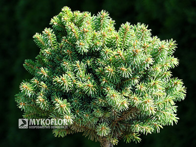 Picea glauca Pardubice